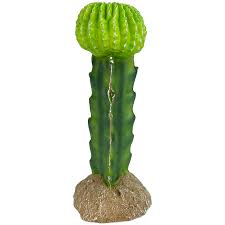 Moon Cactus