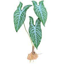 White Vein Standing Plant