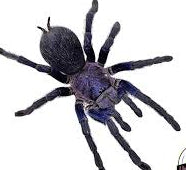 Dominican Purple Bird-Eater