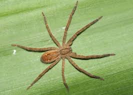 Bromeliad Tiger Spider