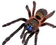 Blue Fang Skeleton Tarantula