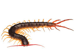 Vietnamese Centipede