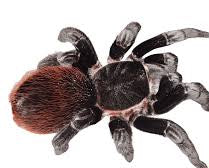 Mexican Red Rump Tarantula