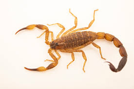 Chinese Swimming scorpion