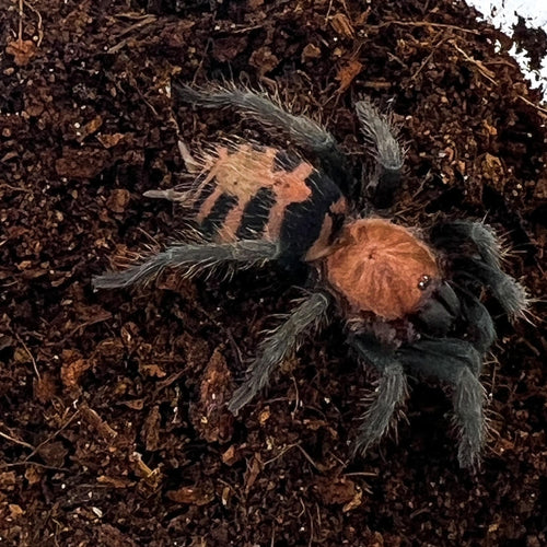 Guatemalan Tiger Rump