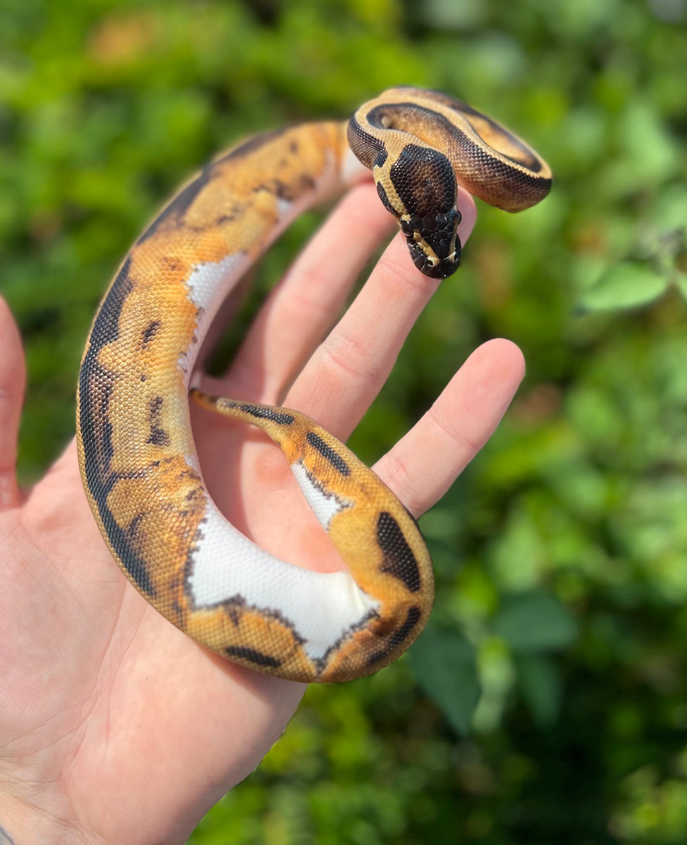 Baby Pastel Pied Ball Python (Female) – Scales and Tails of Ohio