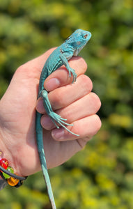Baby Blue Iguana