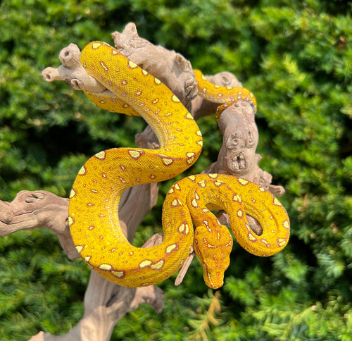 Green Tree Pythons – Scales and Tails of Ohio