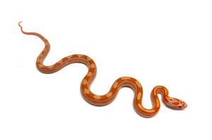Baby Albino Motley Corn Snake (Male)