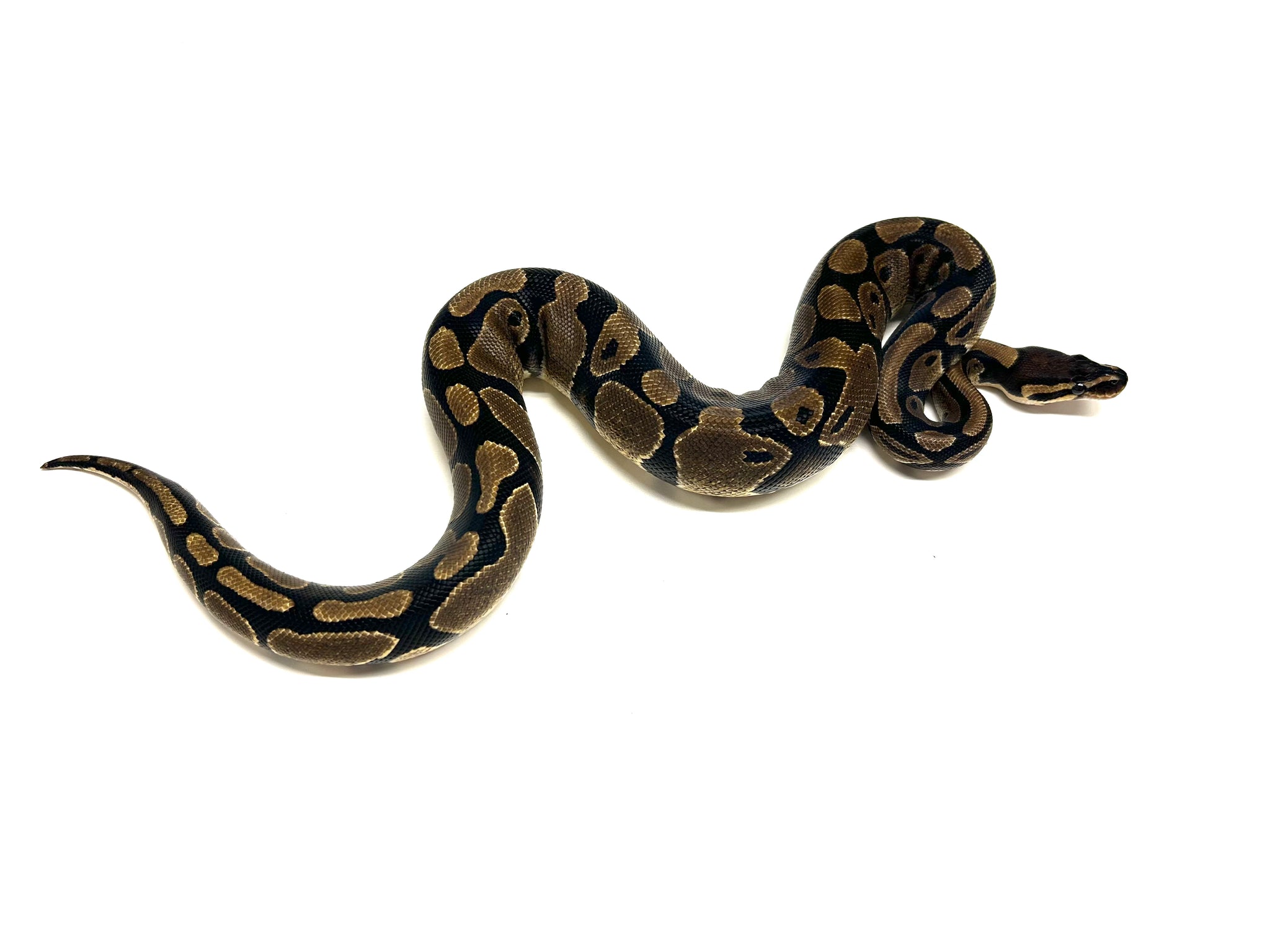 Juvenile Ball Python – Scales and Tails of Ohio