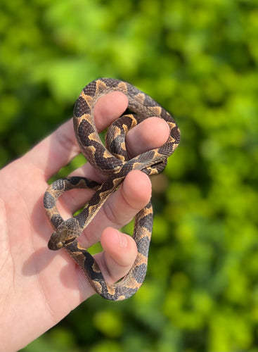 Juvenile South American Cat-Eyed Snake