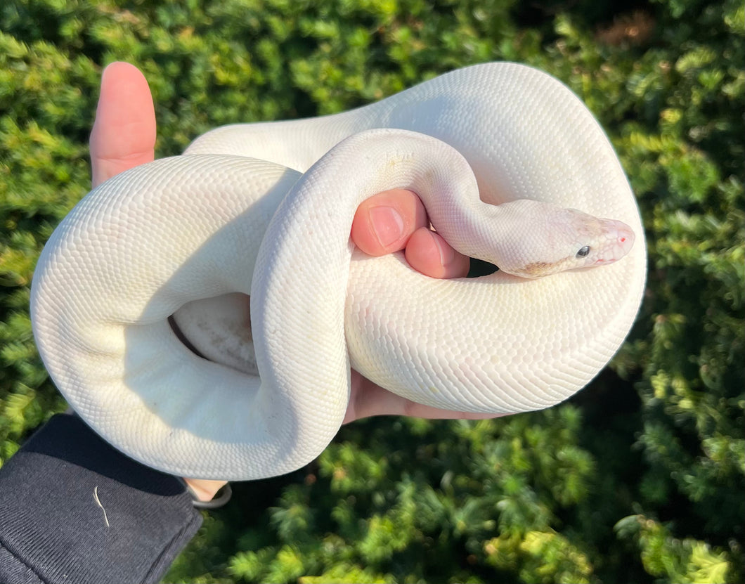 Python Cinnamon Freeway Adult Black Pastel Cinnamon Fire Highway Ball Python (Male) – Scales ...