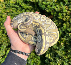 Adult Mojave Orange Ghost Ball Python (Female)
