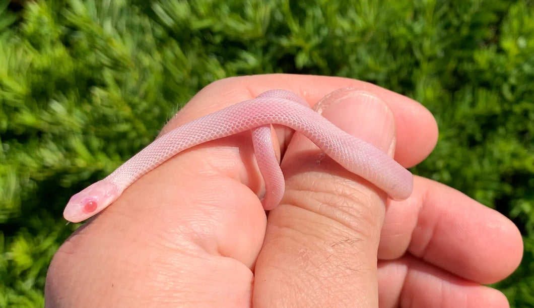 Baby Snow Plains Garter Snake