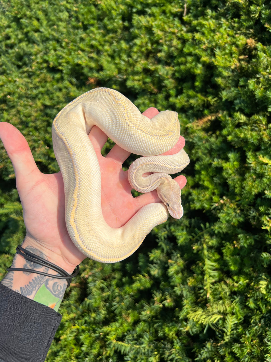 Sub-Adult Highway Pastel Ball Python (Female) – Scales and Tails of Ohio