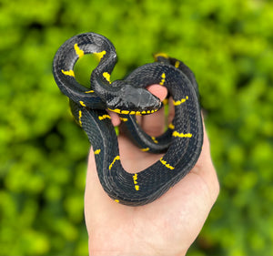 Sub-Adult Malaysian Mangrove Snake
