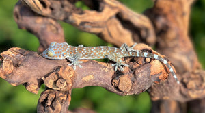 Small Tokay Gecko
