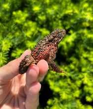 Load image into Gallery viewer, Small Giant Asian River Toad
