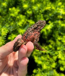 Small Giant Asian River Toad