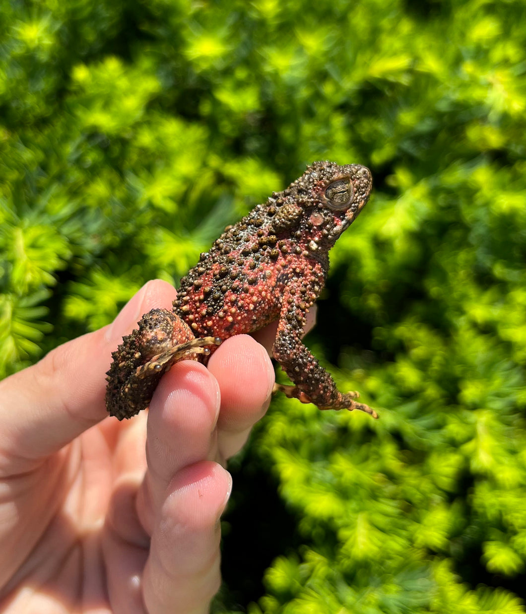 Small Giant Asian River Toad