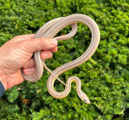 Adult Striped Ghost Corn Snake (Male 2)