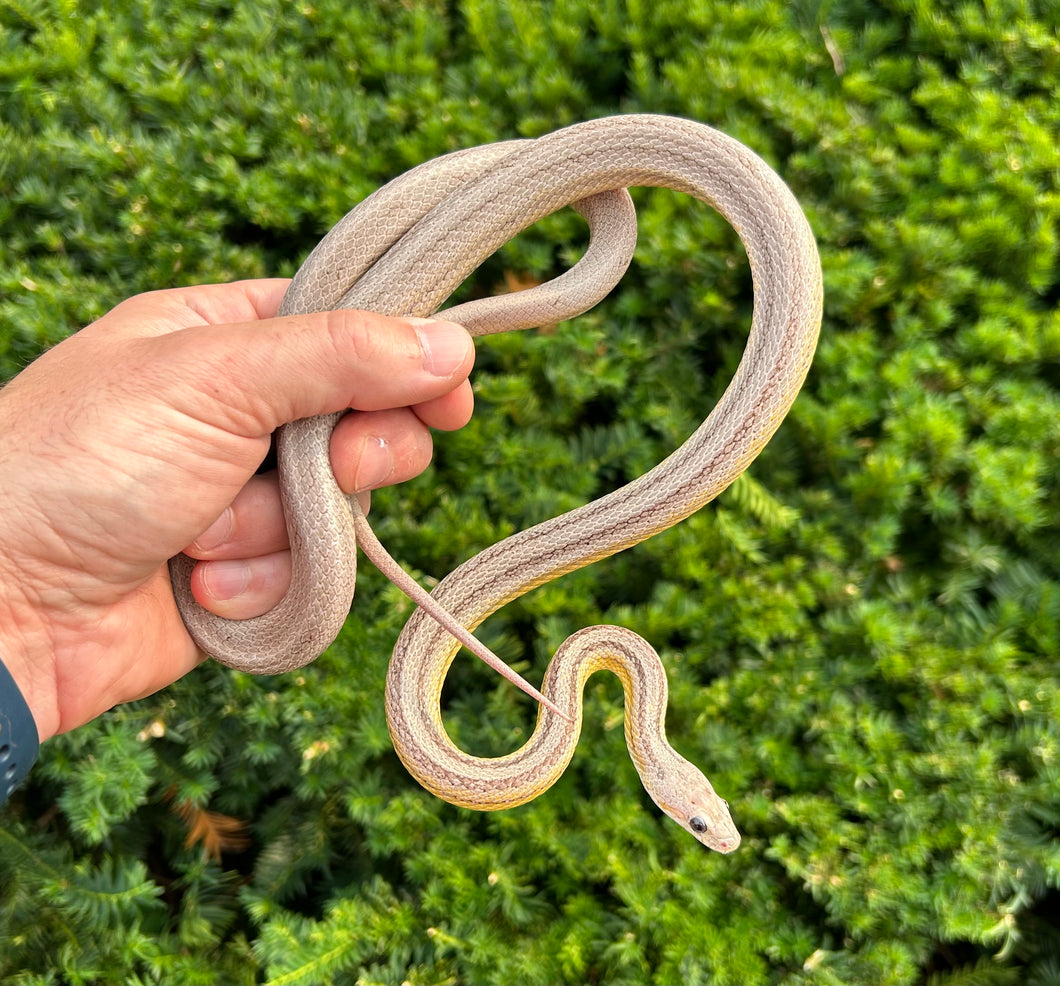 Adult Striped Ghost Corn Snake (Male 2)