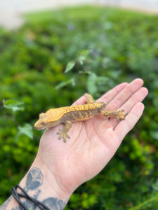 Adult Crested Gecko (Female 1)