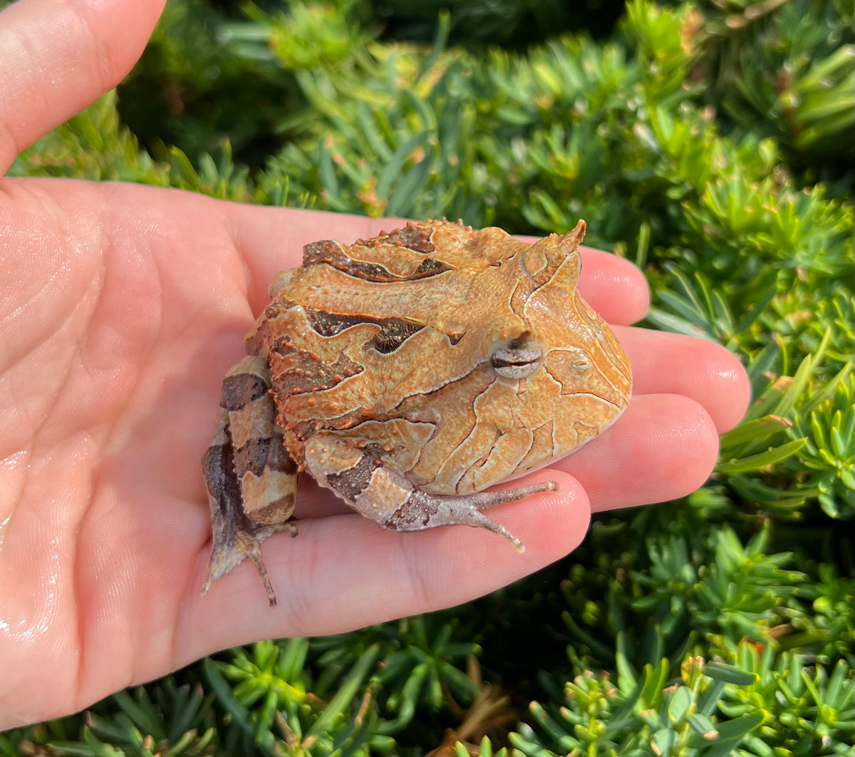 Adult Suriname Horned Frog Scales and Tails of Ohio