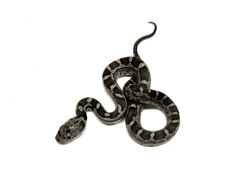 Baby Texas Ratsnake