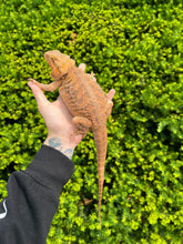Load image into Gallery viewer, Adult Bearded Dragon (Female)