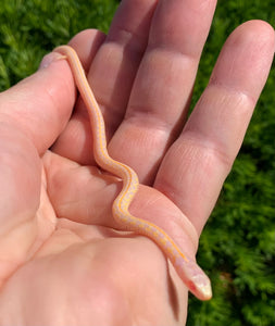Baby Albino Plains Garter Snake