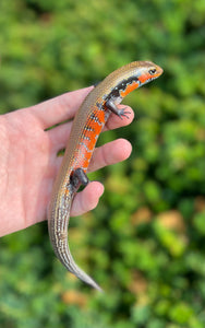 Adult Fire Skink