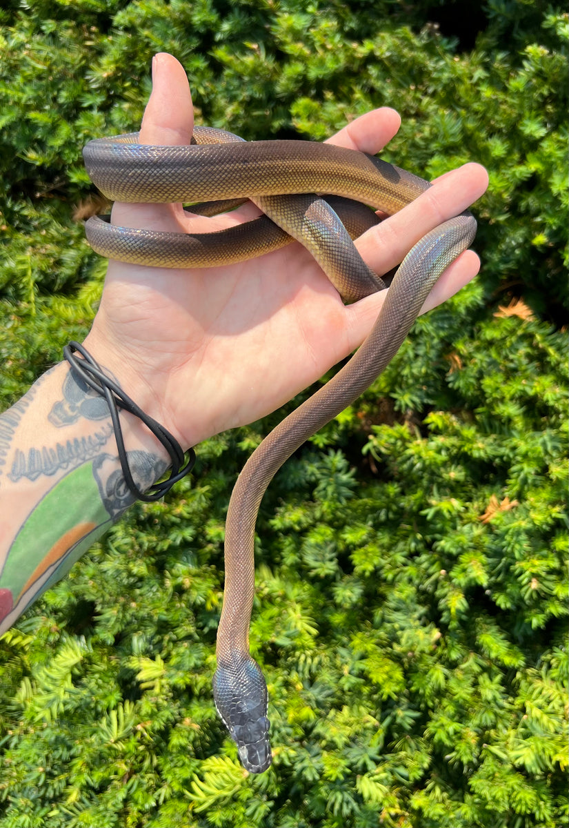 Juvenile Northern White-Lipped Python (Female 1) – Scales and Tails of Ohio