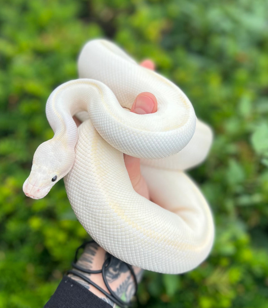 Adult Super Fire Yellowbelly Cinnamon Ball Python (Female) – Scales and ...