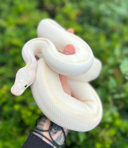 Adult Super Fire Yellowbelly Cinnamon Ball Python (Female)
