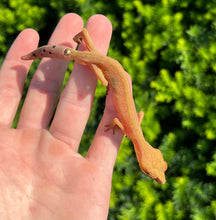 Load image into Gallery viewer, Adult Malaysian Cat Eyed Gecko (Male 2)