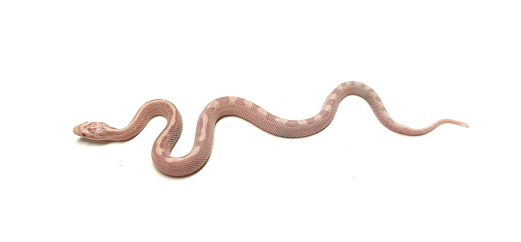 Baby Aberrant Snow Corn Snake (Male)
