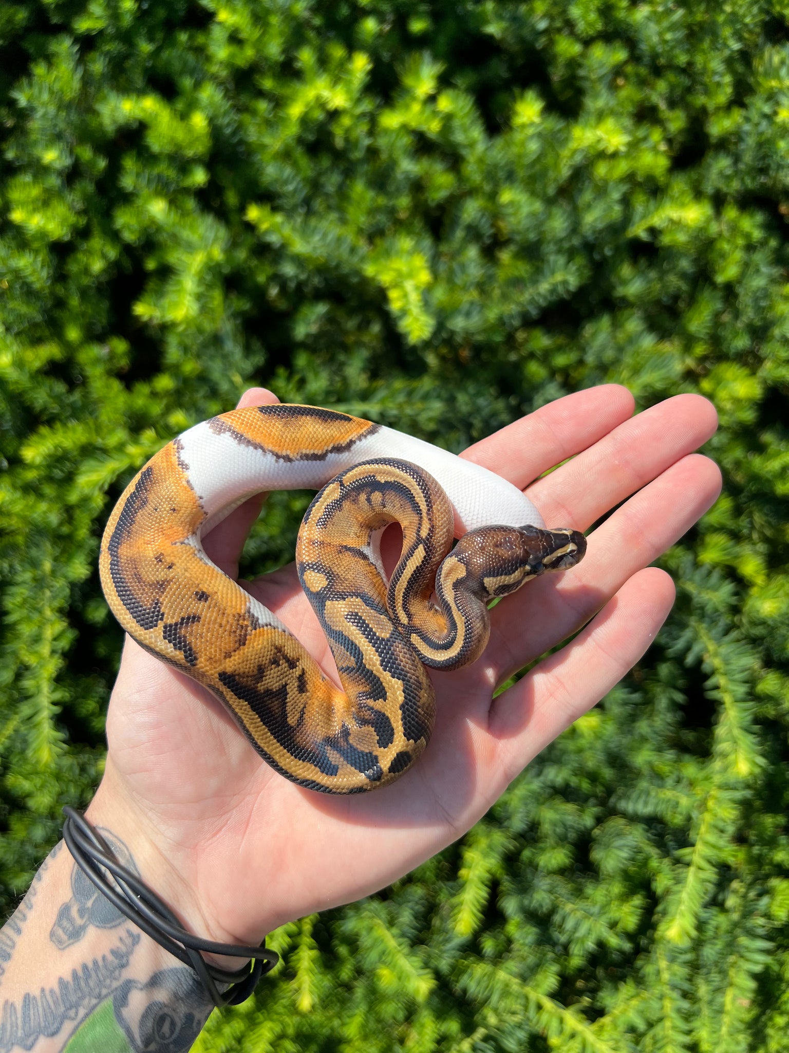 Baby Pastel Pied Ball Python (Female) – Scales and Tails of Ohio