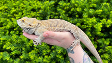 Load image into Gallery viewer, Adult Bearded Dragon (Male)