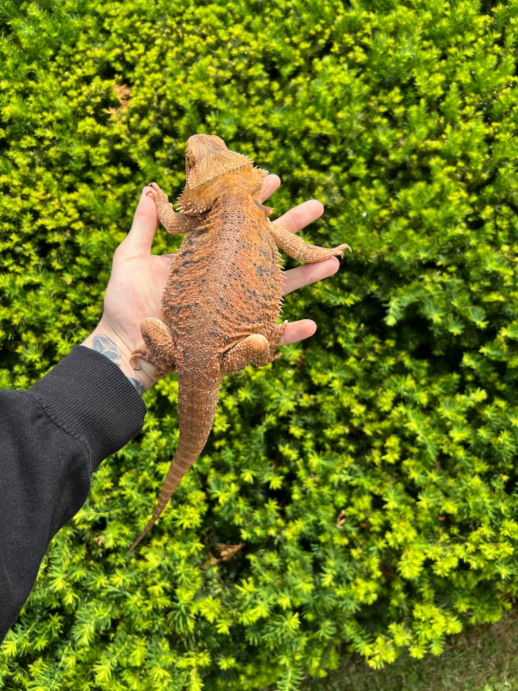 Adult Bearded Dragon (Female)