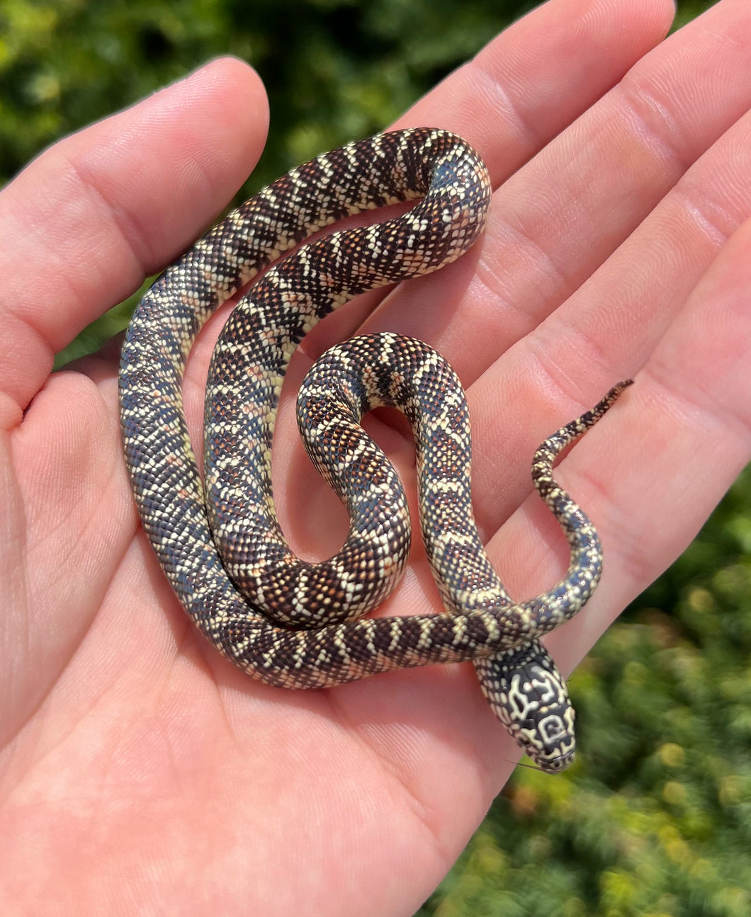 Baby Brook’s Kingsnake