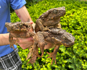 XL Giant Asian River Toad