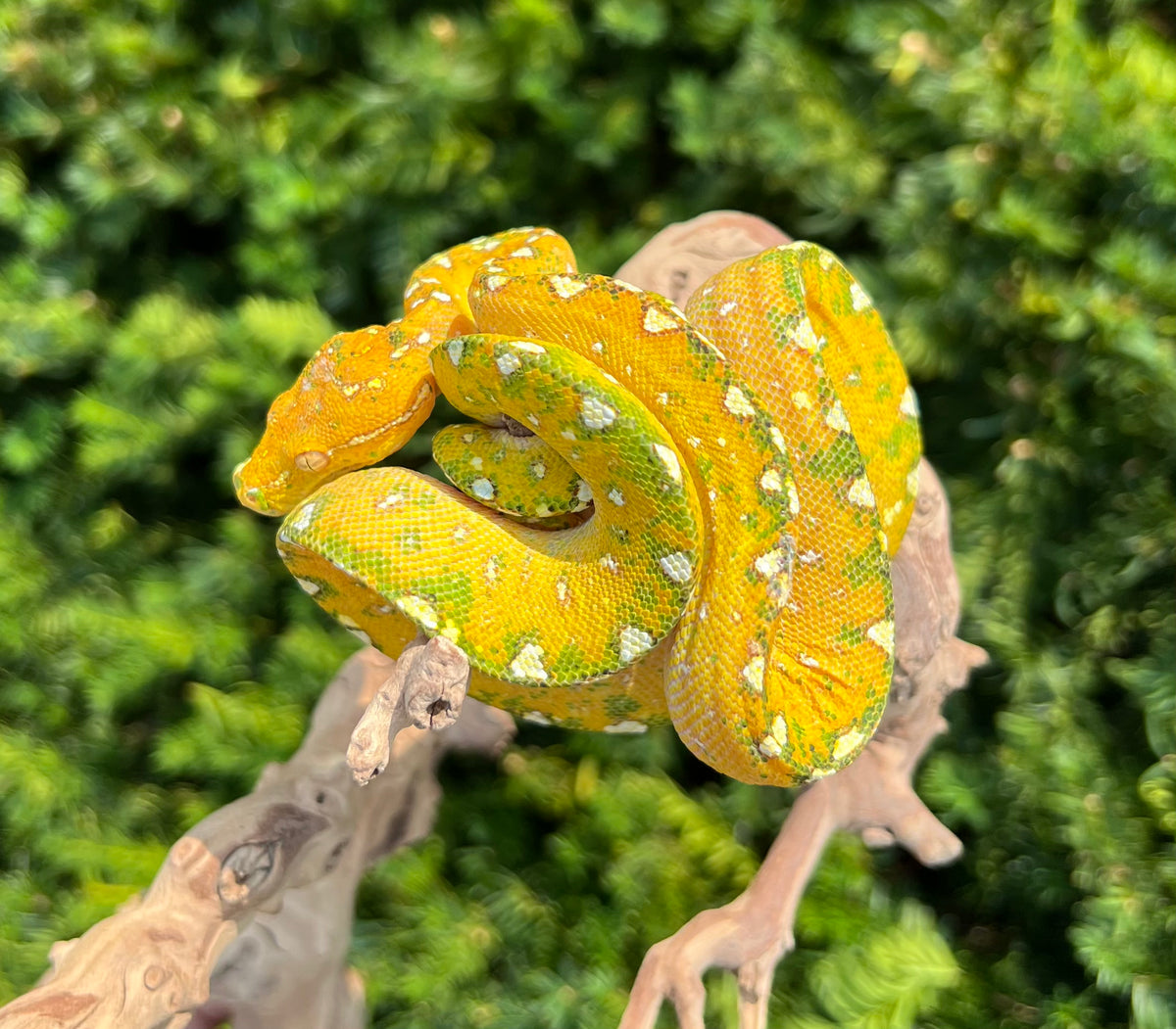 Baby Biak Green Tree Python (7) – Scales and Tails of Ohio