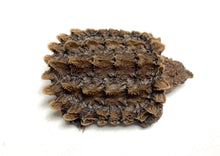 Load image into Gallery viewer, Baby Alligator Snapping Turtle (Imperfect)
