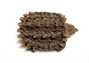 Baby Alligator Snapping Turtle (Imperfect)