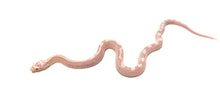 Load image into Gallery viewer, Baby Aberrant Snow Corn Snake (Male)