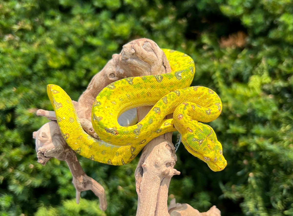 Baby Biak Green Tree Python (6) – Scales and Tails of Ohio