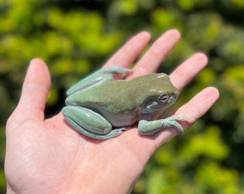 Adult Australian White’s Tree Frogs
