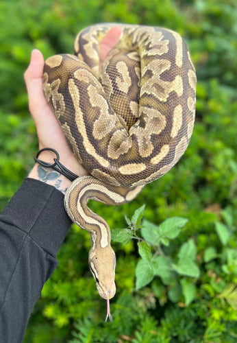 Adult Pewter Fire Yellowbelly Ball Python (Female)