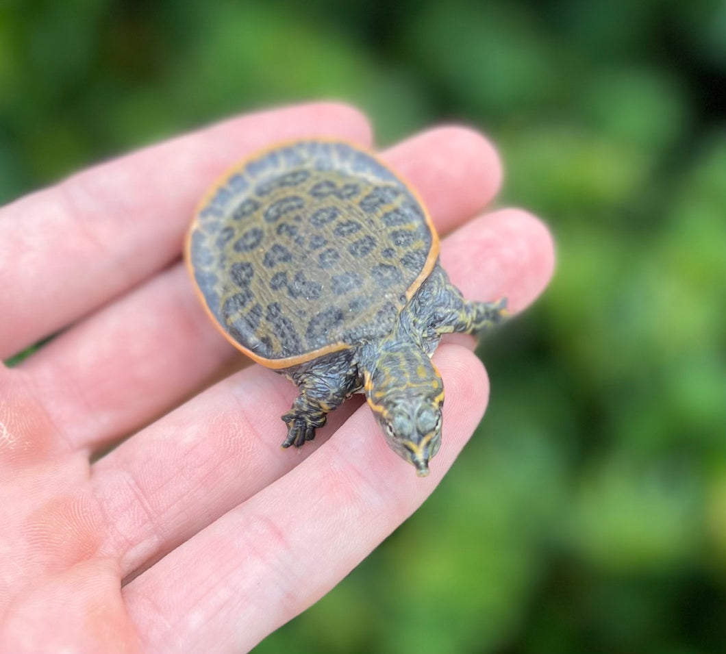 Baby Florida Softshell Turtle